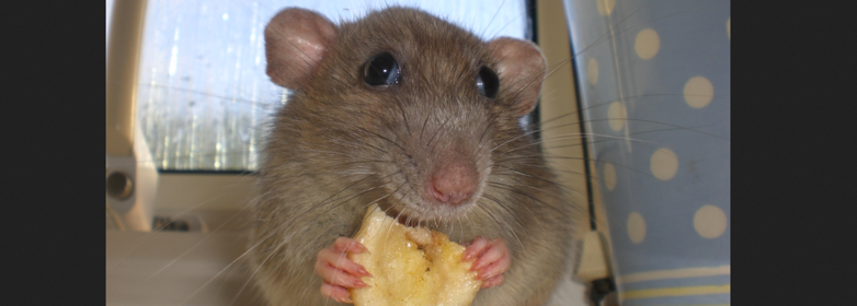 All The Things I Wish I Didn’t Know About Rats